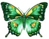 HUGE green butterfly 