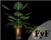 FyF|Modern Planters