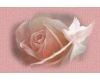 Pink Rose Dove