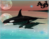 A3D* Orcas