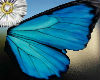 butterfly wings blue