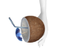 Coconut Drink + poses