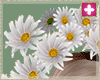 spring daisies addon