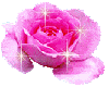 Pink Rose.......