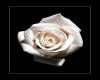 Beaitiful White Rose