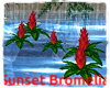 Sunset Bromelia anim.