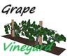 Grape Vineyard