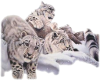 3 snow leapards