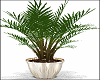 Fern w lights
