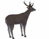 !@ Animated deer