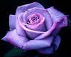 Lavender Rose Art