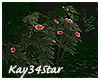 Eden Flowering Shrub