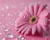Background pink