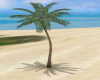 [CI]Single Palm Tree