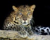 Leopard Poster 1
