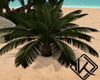 !A small palm tree
