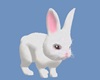 CK White Bunny Pet