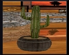 **Native Cactus**
