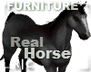 R|C Horse Black Fv