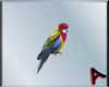 *AJ*Pirate Parrot