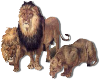  N3D Lions
