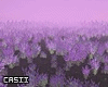 Lavender Field PR