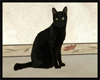 (LIR) Black Cat