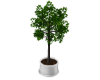 Ficus Tree