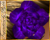 I~Royal Purple Hair Rose