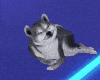 Shiba Pet