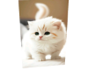 Cat 4