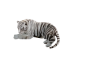 Tiger  white