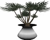 Steel Potted Dracena