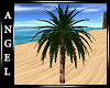 ANG~Single Palm Tree