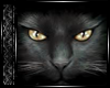 eyes