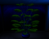 Midnight Getaway Plant 1