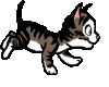 Brown Cat animation