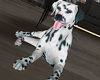 に| Dog Dalmatian