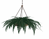 boho hanging plant