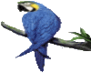 KK Blue Parrot