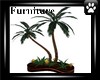 *SA* TN palm tree