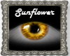 (D)Sunflower-F