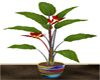 :) Potted Plant