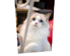 Cat 3