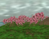 Pink Cornflowers