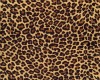 Leopard App.