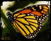 ~C~ Fluttering Butterfly