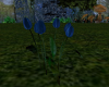 (T)Tulip's Blue