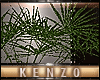 (K) :AVRO: Plant Palm