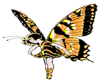 butterfly fairy 1